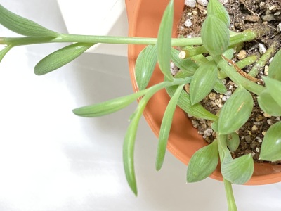画像有り- 多肉植物アーモンドネックレス 発芽済みカット苗