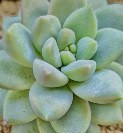 画像有り- 多肉植物 ブルースター 1苗